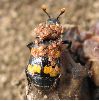 Nécrophore (Nicrophorus vespillo), photo 3
