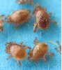 Acariens Gamsidae sur nécrophore, gros plan
