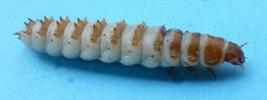Nécrophore ensevelisseur (Nicrophorus humator) larve isolée, photo 3.