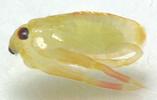 Nèpe cendrée (Nepa cinerea) embryon avancé, photo 3