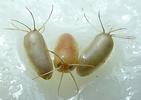 Nèpe cendrée (Nepa cinerea) oeufs prêts à éclore