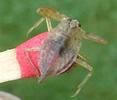 Nèpe cendrée (Nepa cinerea) larve au 2e stade sur allumette.