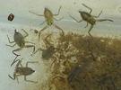 Nèpe cendrée (Nepa cinerea) ltrempette collective de larves naissantes, photo 2.