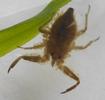 Nèpe cendrée (Nepa cinerea) , juvénile déjà en "tenue camouflée".