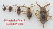 Nèpe cendrée (Nepa cinerea) , récapitulatif des stades larvaires.