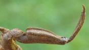 Nèpe cendrée (Nepa cinerea), patte ravisseuse grande ouverte.