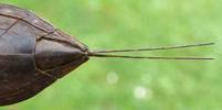 Nèpe cendrée (Nepa cinerea), adulte, extrémité abdominale, vue ventrale.