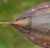 Nèpe cendrée (Nepa cinerea), extrémité abdominale de la femelle.