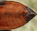 Nèpe cendrée (Nepa cinerea), adulte, détail de la coloration abdominale.