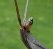 Nèpe cendrée (Nepa cinerea),  édéage du mâle, vue de profil.