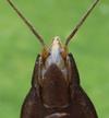 Nèpe cendrée (Nepa cinerea),  édéage du mâle, vue  ventrale.
