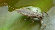 Nèpe cendrée (Nepa cinerea), individu en position d'envol.