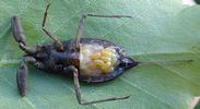 Nèpe cendrée (Nepa cinerea), fenêtre ventrale montrant les oeufs en place, photo 3.