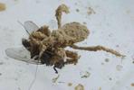 Réduve masqué (Reduvius personatus) larve mangeant une mouche.