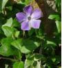 pervenche (Vinca) "sauvage"