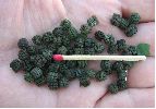 crottes de chenilles de D. nerii au dernier stade