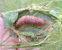 chrysalide de D. nerii dans son cocon
