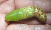 chrysalide de nerii tout juste formée