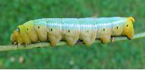 chenille de nerii "bleu-vert"