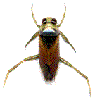 notonecte, vue de dessus