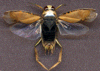 Notonecte ailes étalées