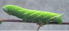 chenille de Sphinx ocell&eacute; en pr&eacute;-nymphose