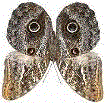 papillon-chouette du Genre Caligo (tête en bas !)