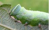 chenille de Sphinx ocell&eacute; "attabl&eacute;e" (photo 1)