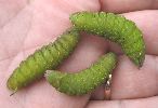 chenilles de Sphinx ocell&eacute;s en pr&eacute;-nymphose avanc&eacute;e