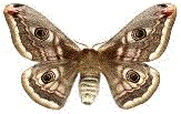 Eudia pavonia (illustration des ocelles)