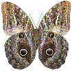 revers de papillon-chouette du Genre Caligo
