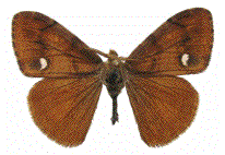 mâle d'Orgyia antiqua