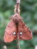 éclosion d'un mâle de Bombyx étoilé (photo 7)