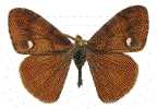 Orgyia antiqua mâle (exemplaire de collection