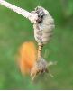 accouplement du Bombyx étoolé (photo 4)