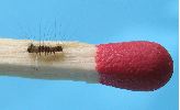 Orgyia antiqua, détail d'une chenille naissante (photo 1)