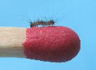 Orgyia antiqua, détail d'une chenille naissante (photo 2)
