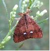 Orgyia antiqua mâle sur le vif (photo 4)