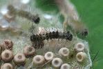 Orgyia antiqua, détail d'une chenille naissante (photo 3)