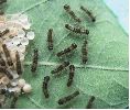 Orgyia antiqua, chenilles naissantes (photo 3)