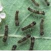 Orgyia antiqua, chenilles naissantes, gros plan