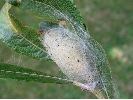 cocon d'Orgyia antiqua (photo 1)