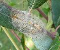 cocon d'Orgyia antiqua (photo 2)
