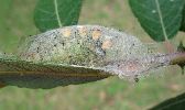 cocon d'Orgyia antiqua (photo 3)