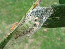 cocon d'Orgyia antiqua (photo 6)