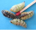 chrysalides femelles du Bombyx antique (photo 1)