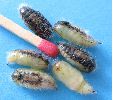 chrysalides mâles du Bombyx antique (photo 1)
