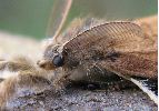 Orgyia antiqua, gros plan de la tête
