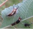 chenilles d'Orgyia  au 3e stade, duo (photo 1)