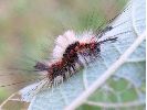chenille d'Orgyia  au 3e stade, détail (photo 1)